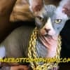 California bullycats sphynx bambino photo 4