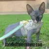 California bullycats sphynx bambino photo 6