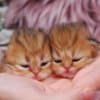 Pretty Persian and British Longhair Kittens for Sale photo 1