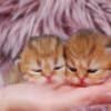 Pretty Persian and British Longhair Kittens for Sale photo 2