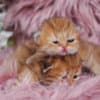 Pretty Persian and British Longhair Kittens for Sale photo 3