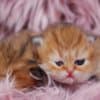 Pretty Persian and British Longhair Kittens for Sale photo 4