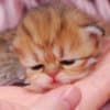Pretty Persian and British Longhair Kittens for Sale photo 5