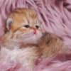 Pretty Persian and British Longhair Kittens for Sale photo 7