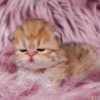 Pretty Persian and British Longhair Kittens for Sale photo 8