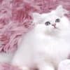 Pretty Persian and British Longhair Kittens for Sale photo 9