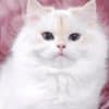 Pretty Persian and British Longhair Kittens for Sale photo 10