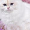 Pretty Persian and British Longhair Kittens for Sale photo 11