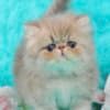 Pretty Persian and British Longhair Kittens for Sale photo 12