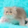 Pretty Persian and British Longhair Kittens for Sale photo 13