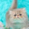 Pretty Persian and British Longhair Kittens for Sale photo 14