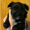 Yorkluv Yorkies photo 1