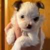 Yorkluv Yorkies photo 3