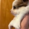 Yorkluv Yorkies photo 4