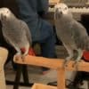 Beautiful African Grey Parrots Available photo 2