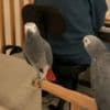 Beautiful African Grey Parrots Available photo 1