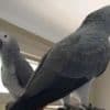 Beautiful African Grey Parrots Available photo 3
