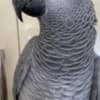 African grey female parrot photo 1