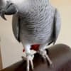 African grey female parrot photo 2