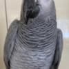 African grey female parrot photo 3