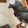 Super tame African grey photo 1