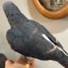 Super tame African grey photo 2