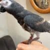 Super tame African grey photo 3