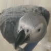 Talking  African Grey Parrots for Christmas photo 5