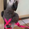Talking  African Grey Parrots for Christmas photo 2