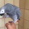 Talking  African Grey Parrots for Christmas photo 4