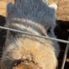 Closing down farm - mini pigs photo 2