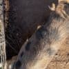 Closing down farm - mini pigs photo 3