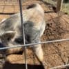 Closing down farm - mini pigs photo 4