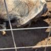 Closing down farm - mini pigs photo 5