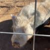 Closing down farm - mini pigs photo 6