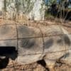 Closing down farm - mini pigs photo 8