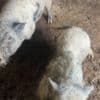 Closing down farm - mini pigs photo 9