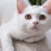 Best kittens ever photo 4