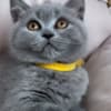 Best kittens ever photo 1
