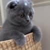 Best kittens ever photo 6