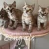 Bengal kittens photo 1
