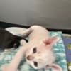 Purebred Devon Rex Kitten photo 2