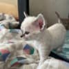 Purebred Devon Rex Kitten photo 1