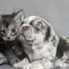 DreamCoon Maine Coon cattery photo 1