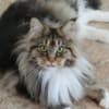 DreamCoon Maine Coon cattery photo 2