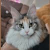 DreamCoon Maine Coon cattery photo 3