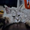 DreamCoon Maine Coon cattery photo 5