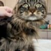 DreamCoon Maine Coon cattery photo 6