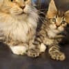 DreamCoon Maine Coon cattery photo 7