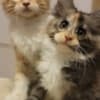 DreamCoon Maine Coon cattery photo 8